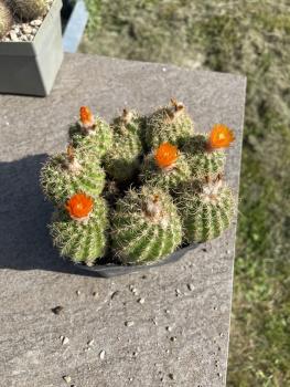 Parodia spec. orange